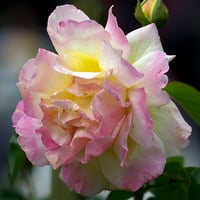 Van Zyverden ruže Vrtna zabava korijen korijena Multicolor parcijalna sunce cvjetanja lbs