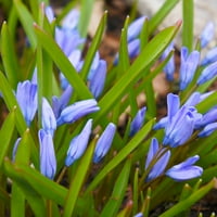 Van Zyverden Chionodoxa Luciliae Uspavane Lukovice Cvijeća, Djelimično Sunce, Plavo, Godišnje