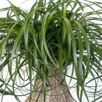 United Nursery Live Ponytail Palm 24-32in visoka zelena tropska sobna biljka u 10in saksiji za uzgoj