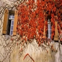 Njemačka, Tuebingen, crvene lišće uzgajaju na zidovima
