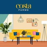 Costa farme žive zatvoreni 15in. Visoka zelena Sago Palma; svijetla, indirektna sunčeva biljka u 6in. Moderna