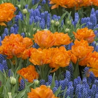 Van Zyverden boja godine uspavane lukovice cvijeća, djelomično sunce, višebojno
