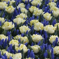 Van Zyverden iz plave mješavine uspavane lukovice cvijeća, djelomično sunce, višebojni
