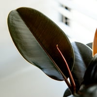 Ficus Bordo Gumena Biljka-Sjajni Tamnocrveni Listovi - Pročišćavanje Zraka