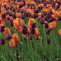 Miracle-Gro kestenjaste i narandžaste mješovite lukovice cvijeta tulipana, 12+, privlače oprašivače